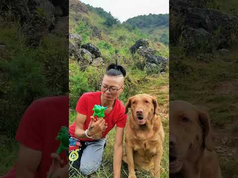 Rural life If you don’t raise a dog, you don’t know the fun of raising a dog. Big dogs talk woof