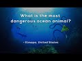 Ocean Creatures and Their Dangers