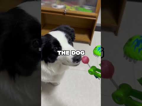 DOG vs CANDY TOY! #animals #dog #cuteanimal