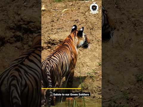 TIGER HAMARE SAMNE THA😳 | PENCH TIGER RESERVE FOREST