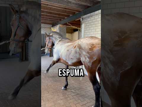 ¿Por Qué Los Caballos Sudan Espuma Blanca?