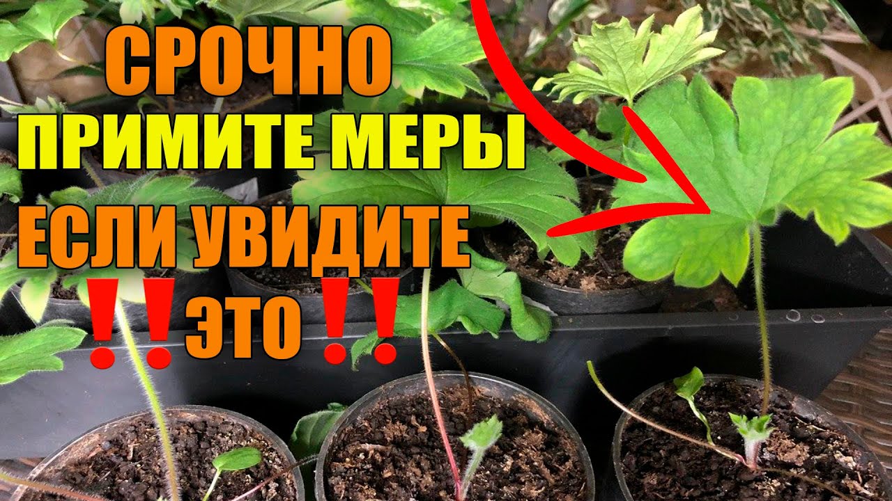 Дельфиниум из семян что случилось с рассадой