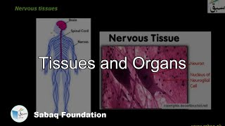 Tissues and Organs
