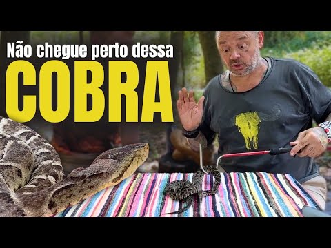 VOCÊ NÃO VAI ACREDITAR NO TAMANHO DESSA JARARACA! 😱🐍