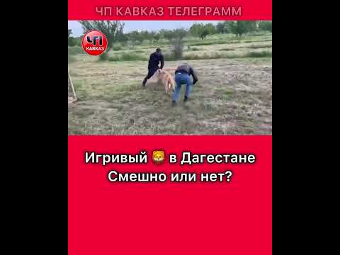Игривый Лев в Дагестане - ЧП КАВКАЗ ДАГЕСТАН