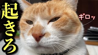 朝4時半…眠い母を叩き起こす猫VS絶対起きない母