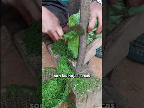 Este Es El Proceso Del Tabaco Curado Al Aire