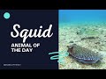 Understanding Squid Biology and Ecology
