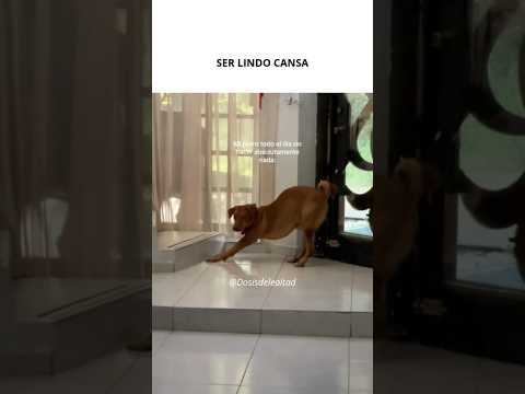 Perrito cansado de estar lindo