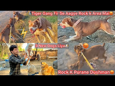 Tiger Gang Fir Se Aagye Rock K Area Mai😡Roman K Sath Panga B Hogya😨|| 3 New Dogs Ki Entry Hui🔥