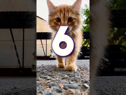 TOP 10 sur les Chats ! 🐈
