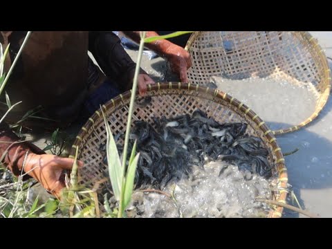 VENOMENA ALAM!!!Terang gelantang jutaan  ikan terjebak disini// Pak TUSLIM auto TUMBANG