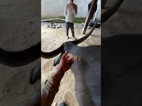 Injeksi vitamin pada kerbau #kerbau #buffalo #vet # #toraja  #vietnam #balian #bonga #saleko