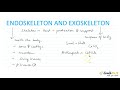 Endoskeleton and Growth Concepts