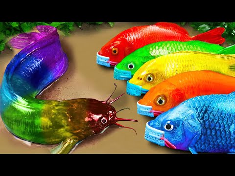 Stop motion ASMR - Catfish hunting Colorful carp koi fish - 다채로운 잉어물고기 | 거대한 개구리 - 무지개 메기/ 스톱 모션