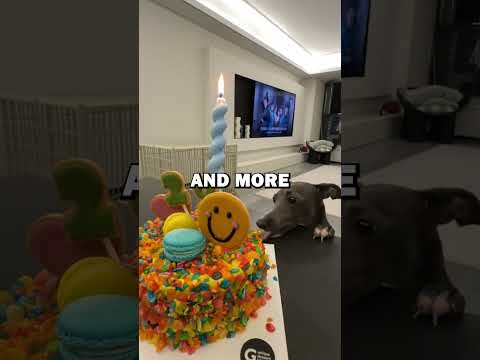 DOG BIRTHDAY DISASTER! #dogs #birthday #animalstories #cute