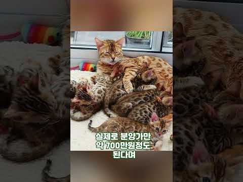 길냥이 냥줍했는데 알고보니 몸값만 700만원이래요! #shorts