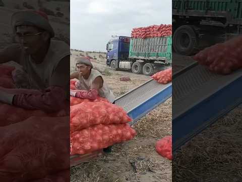 China's 22-Wheeler Loading Magic: Just 2 People! Must-See! #shorts #miraxfact