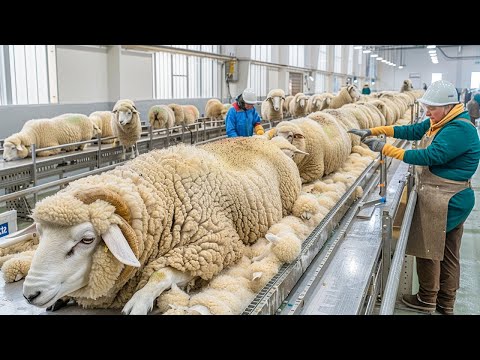 Intelligent Sheep Farming Technology - Lamb Slaughter & Processing Line - Wool Manufacturing Factory