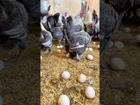 DIY | How I Turned Old Tires Into Egg-Laying Chicken Houses #shorts