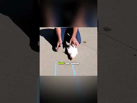 اغرب ظواهر بتحصل للحيوانات وملهاش اي تفسير#animals
