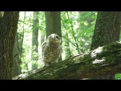 Learning to Fly! Barred Owlet Adventures