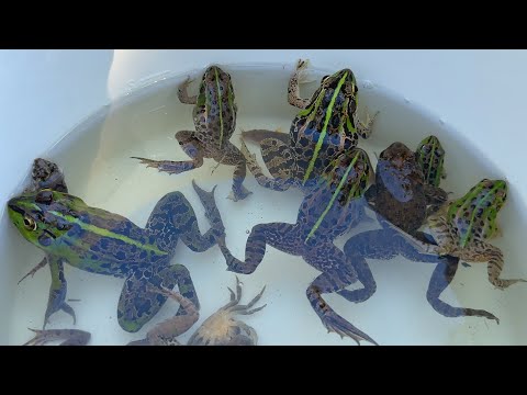 日本の綺麗なカエルを大量に捕獲したよ。トノサマガエル、毒蛇など。