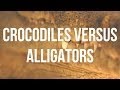 Crocodiles vs Alligators: Understanding the Differences