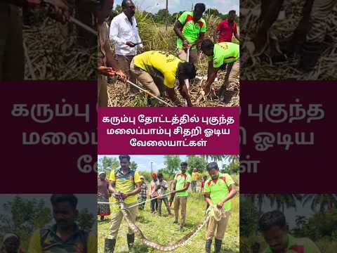 கரும்பு தோட்டத்தில் புகுந்த மலைப்பாம்பு