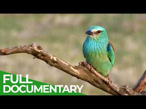 Birds of Spain - A Paradise Between Two Worlds | Free Documentary Nature