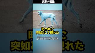 町に突如“青い犬”が現れる驚きの映像！？その真相とは！ #shorts