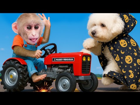 A Day Obi Monkey and the Dog Clash Over a Car | ANIMALS LIFE