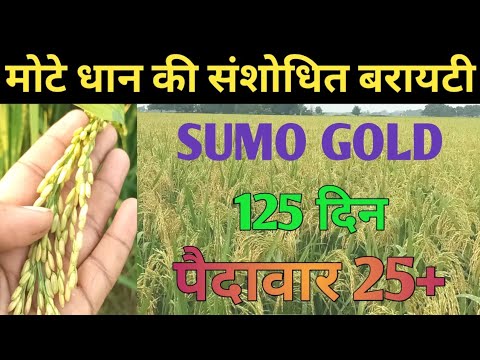 मोटे धान की संशोधित बरायटी SUMO GOLD,125 दिन, पैदावार 25+top paddy variety