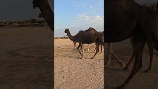 جديد مركز سليم بن شالح وشريكه لبيع جميع انواع الإيبل0538008009