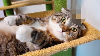 濡れた歯ブラシチャレンジしたら猫の頭がヤバいことになったでごわす〜🤣🤣🤣