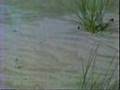 Sedimentary Environments and Processes
