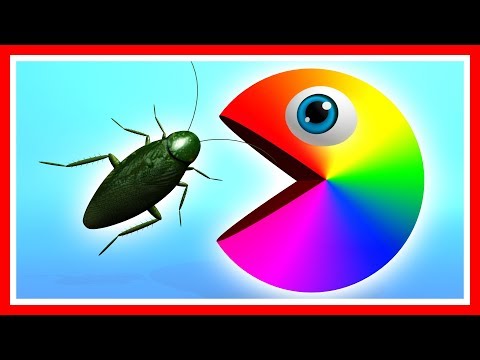 Learn colors with Pacman as he accidentally eats various bugs
