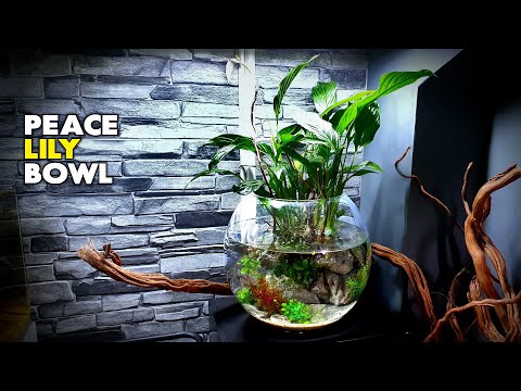 Aquascape Tutorial: Peace Lily Bowl Aquarium (How To: Step By Step Planted Tank Guide)