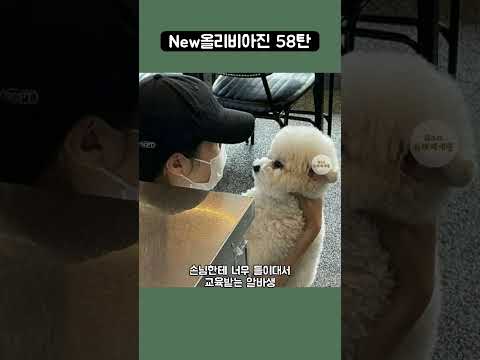 New올리비아진 58탄