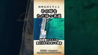 あなたはどう思う？ 取り残されたシャチとイルカ