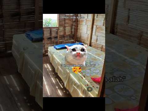 ibu kok ninggalin aku si #short #fyp #memes #memecat #memekucibg #catmeme #fypage