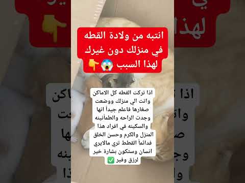 انتبه من ولادة القطه في منزلك دون غيرك لهذا السبب 😱👇#معلومات