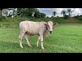 Análise de Vídeo e Compreensão