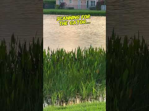 My father-in-law vs the backyard gator… he’s lost his mind… 🐊