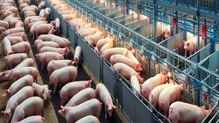 Million Pig Raising Farm Technology - Pork Slaughter & Cutting Line - Spain Ham Production Process
