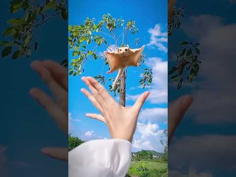 จิงโจ้บินที่ถูกทิ้ง#เผ่ามังกรฟ้า #animals #สัตว์โลกน่ารัก