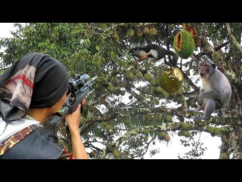 BINATANG LIAR HABISKAN BUAH DURIAN YANG BARU MATANG DI ATAS POHON..