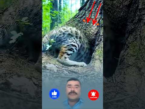 ุงูุฃูุฏุงุฑ ุจูุฏ ุงููู.ููุณุช ูู ู
ุทุงุฑุฏุฉ ูุฌุงุฉ #ูุฌุงุฉ #shortsvideo