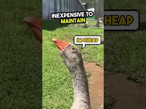 Goose Agents guard in prison 🤣🪿 #shorts