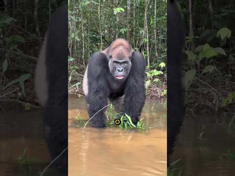 Se encontrar um gorila faça isso pra sobreviver!#curiosidades #animais #gorilla